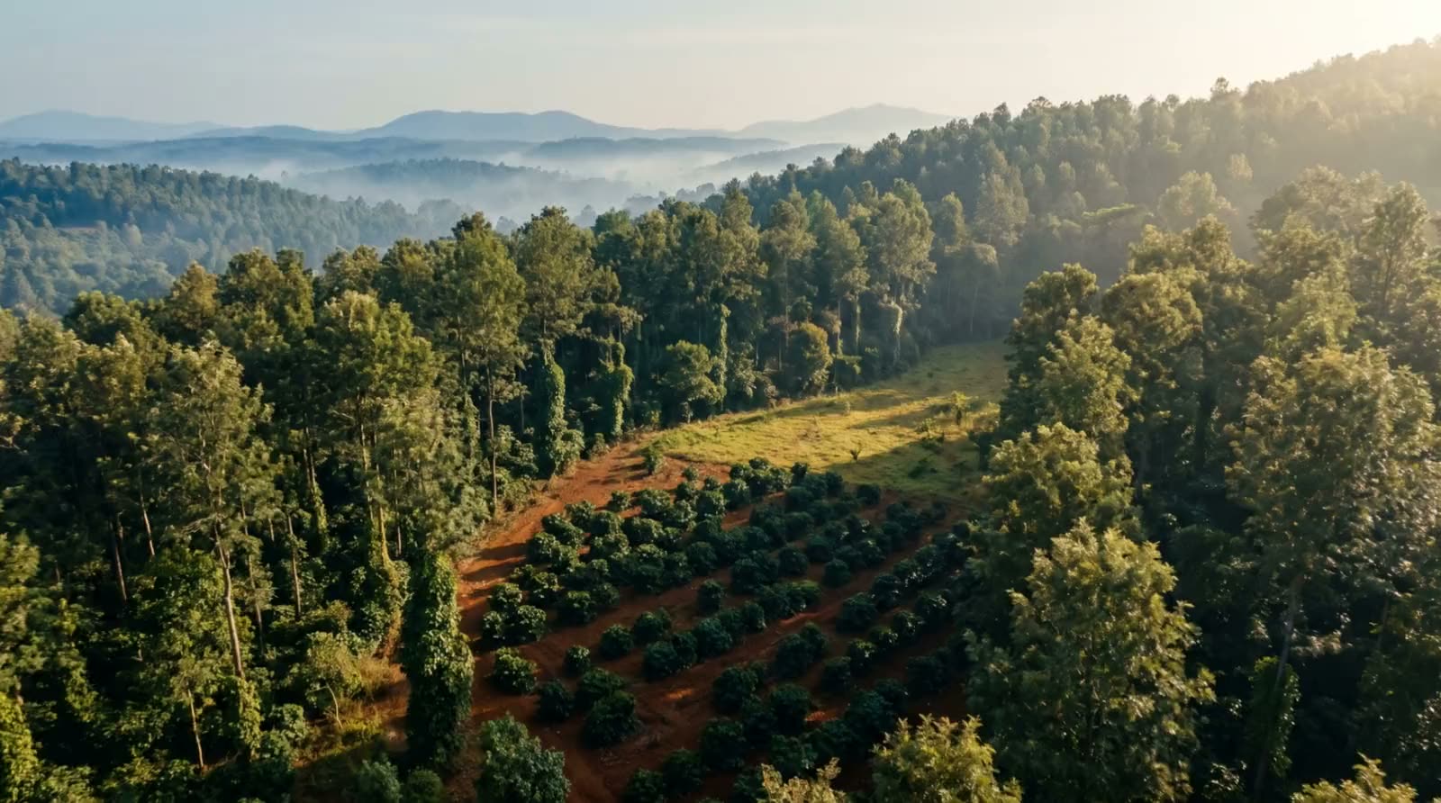 A shade-grown coffee estate in the hills of Chikkamagaluru, seen from above